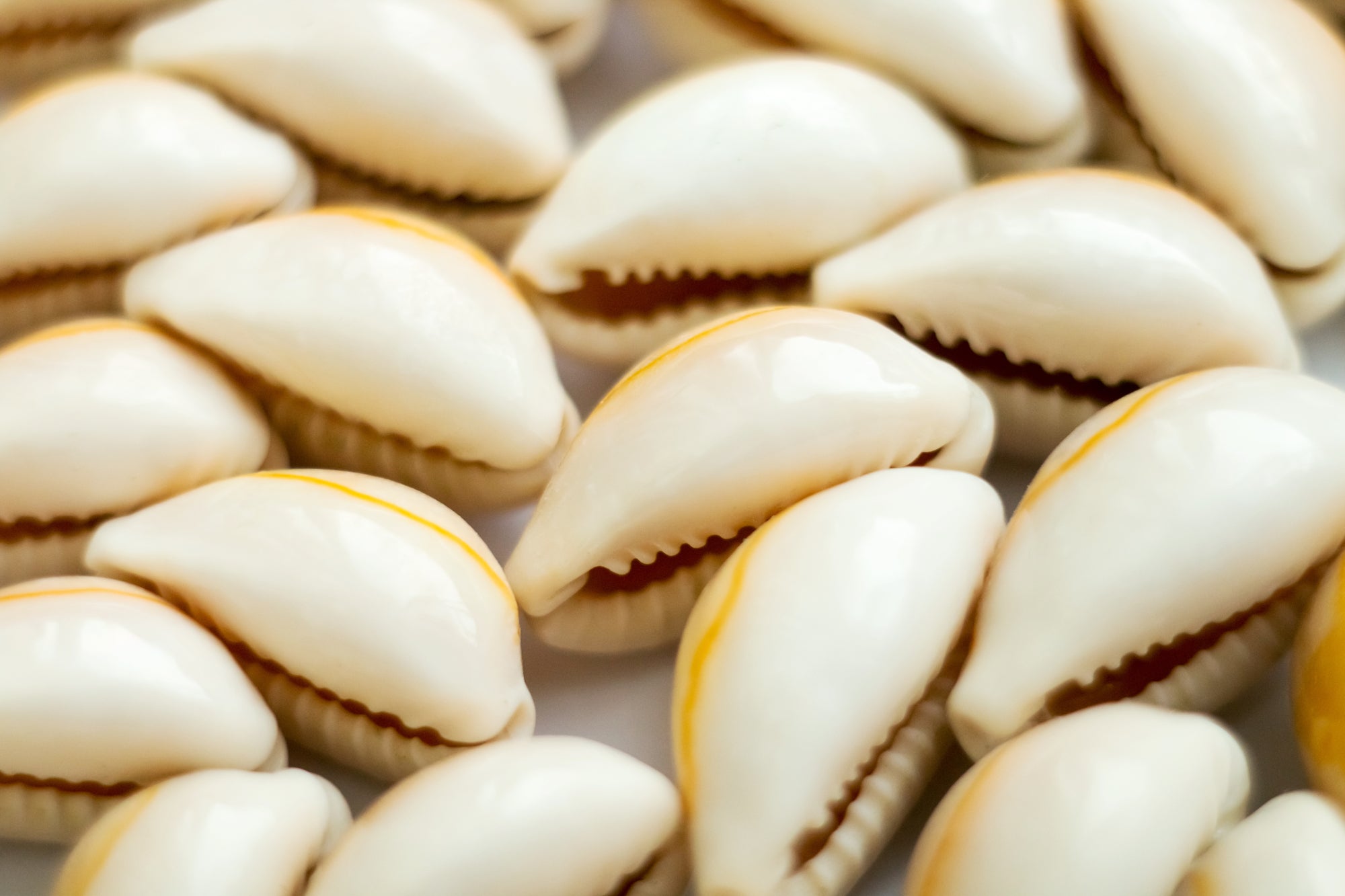 The Power of Cowrie Shells: An Overview of Their Meaning and Use – The Puka  Shell Store