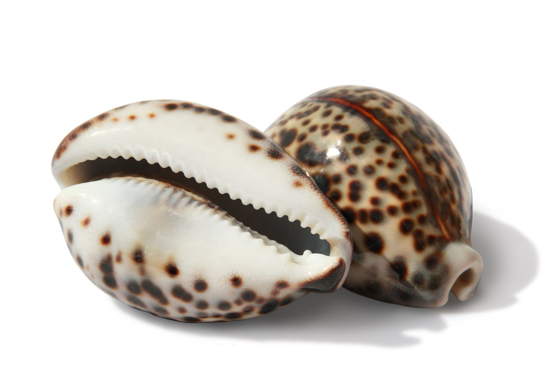 The Fascinating World of Seashells