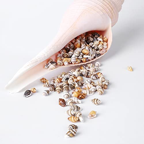 250 Small Seashells for Bracelet and Necklace Making - Natural and with Holes