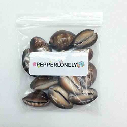12 Premium Cyprae Caputserpentis Sea Shells, Serpent's Head Cowrie