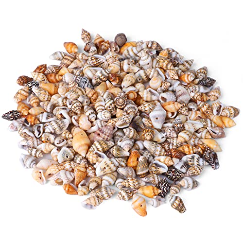 250 Small Seashells for Bracelet and Necklace Making - Natural and with Holes